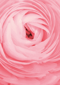 Fleur rose douce pour d&eacute;clarer votre amour